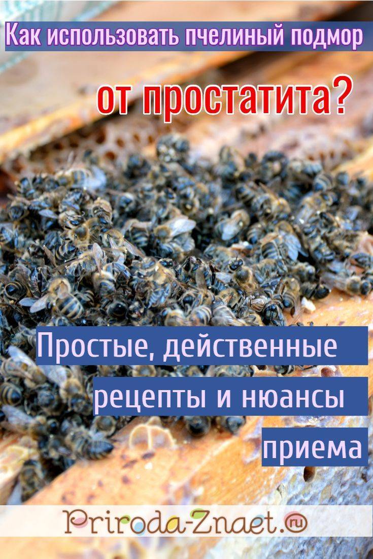 Подмор пчелиный: рецепт настойки, схема применения для мужчин