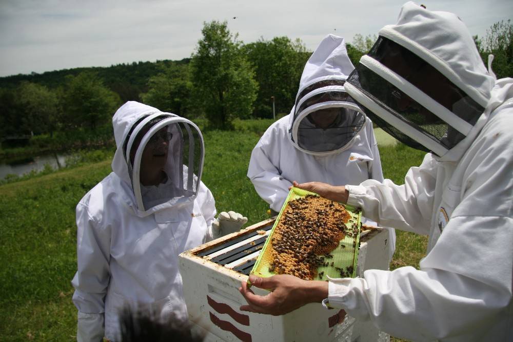 Технологии пчеловодства