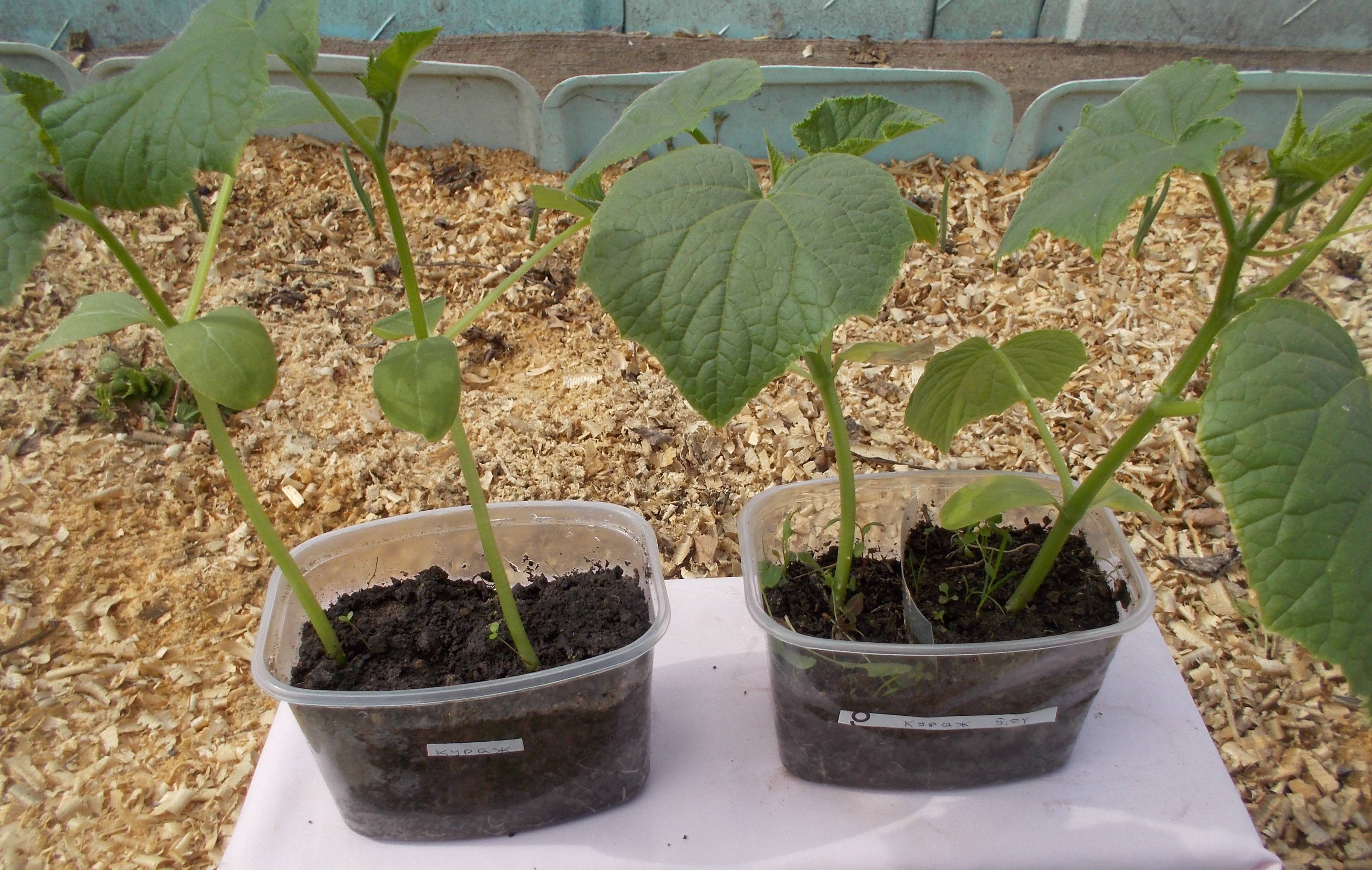 Выращивание рассады огурцов в домашних условиях для теплицы, открытого грунта, фото и видео