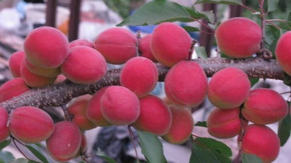 Описание сорта абрикоса саратовский рубин, характеристика и опылители - всё про сады