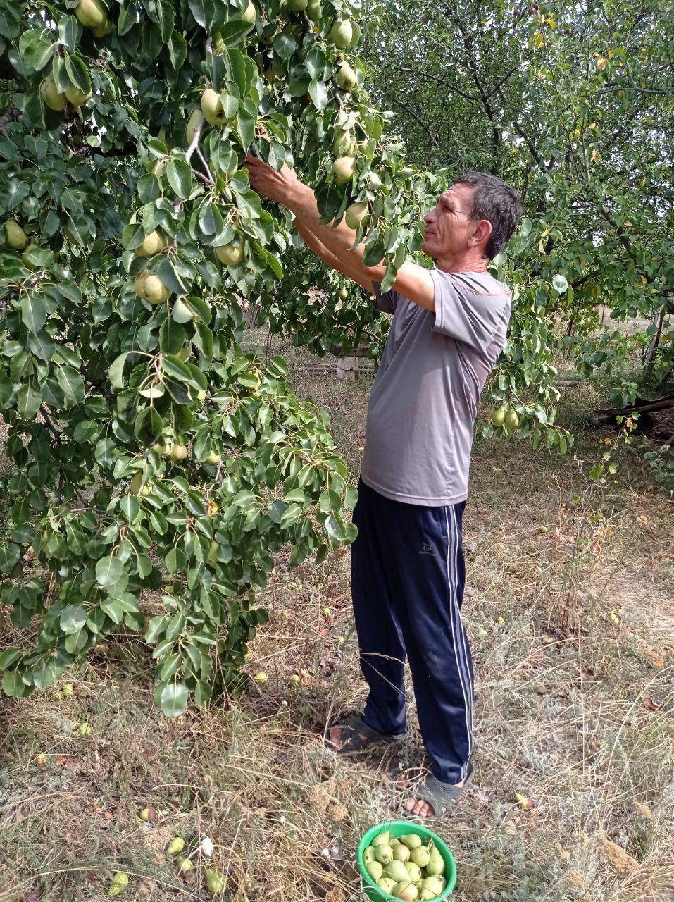 Причины почему яблоня не плодоносит, что делать и как заставить давать урожай