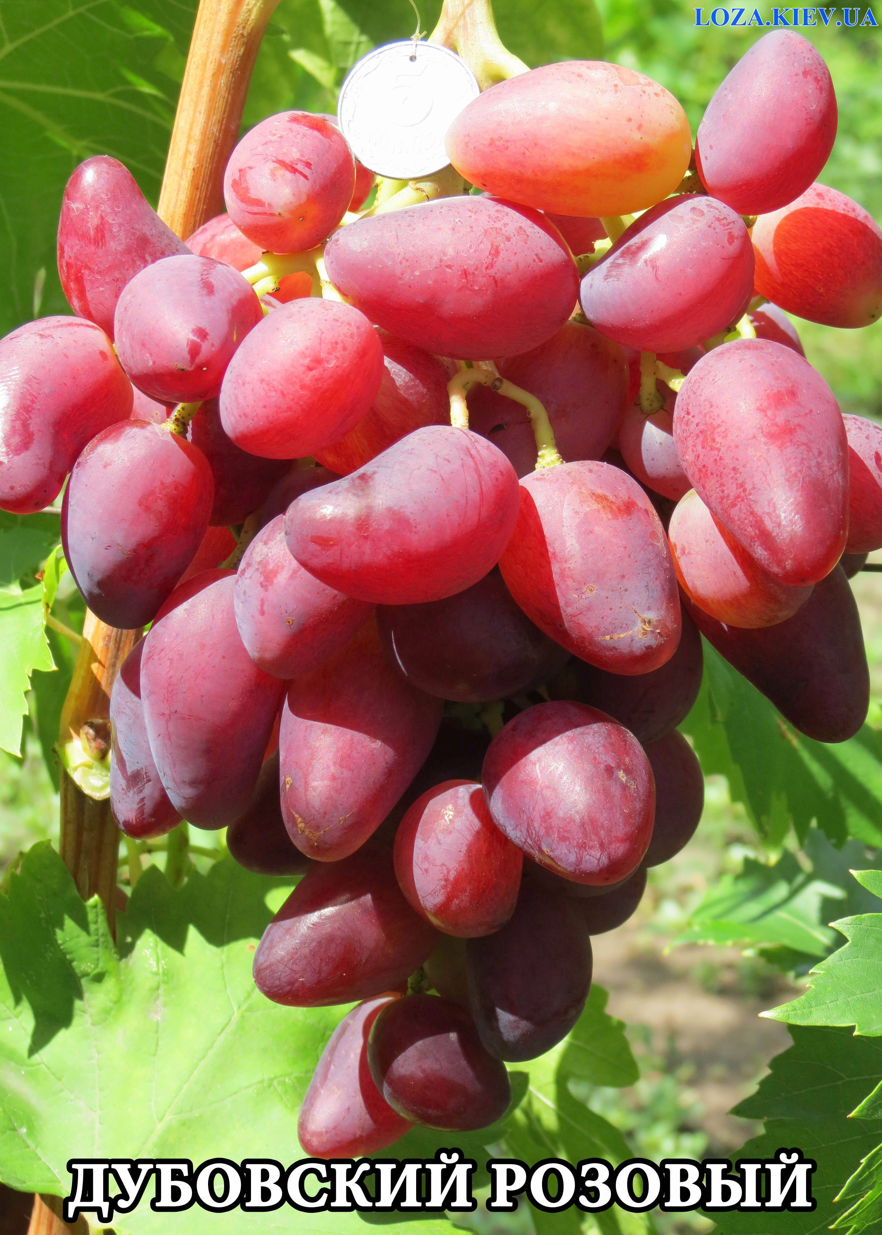 Виноград дубовский розовый: описание сорта, его характеристики и фото selo.guru — интернет портал о сельском хозяйстве