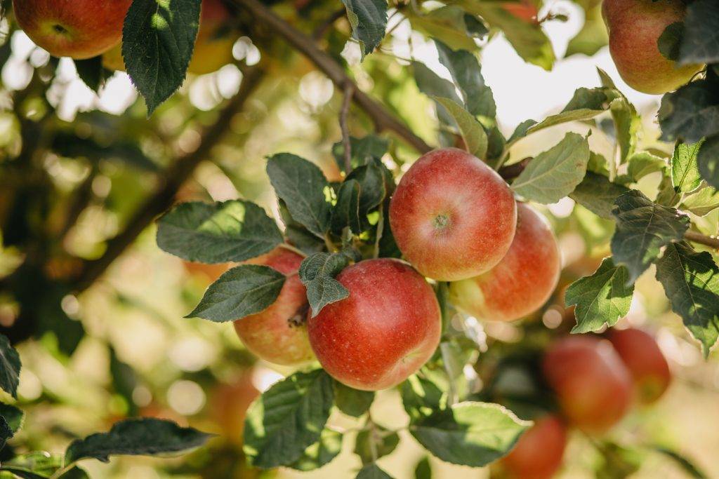 Яблоня зимняя красавица: фото и описание сорта, отзывы садоводов
