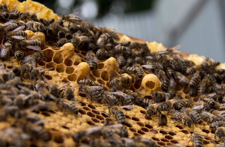 Роевые маточники пчел и свищевые: что такое, как отличить