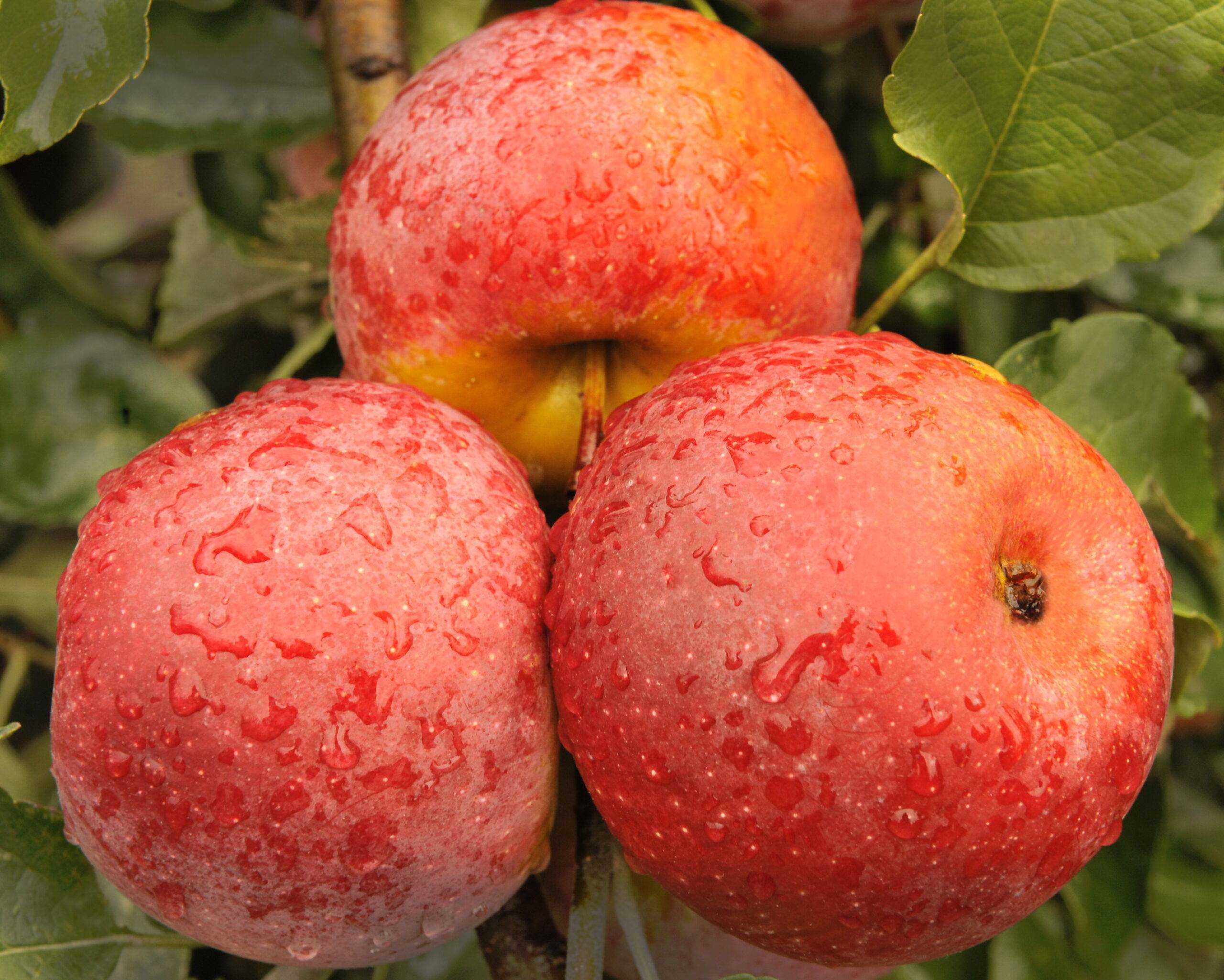 Яблоня "флорина": описание сорта, фото, отзывы