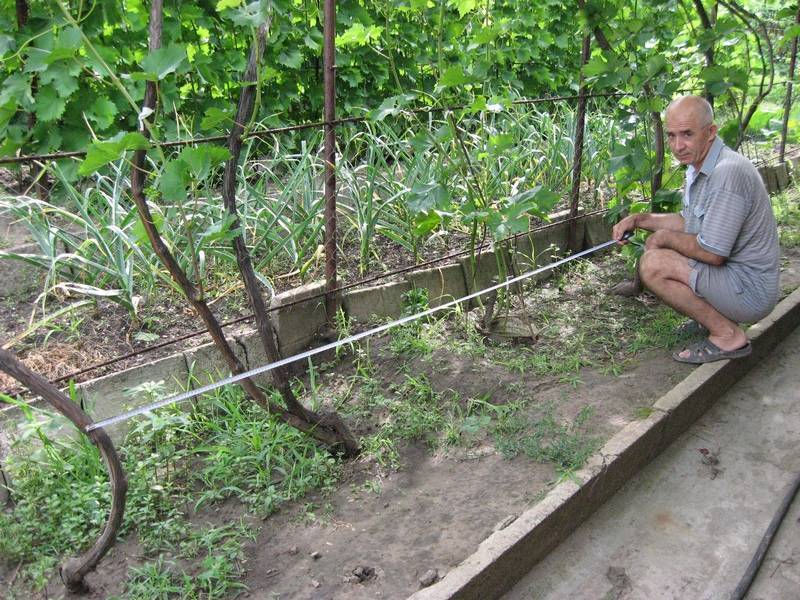 Как подвязать виноград: методы, схемы, на шпалеру, особенности