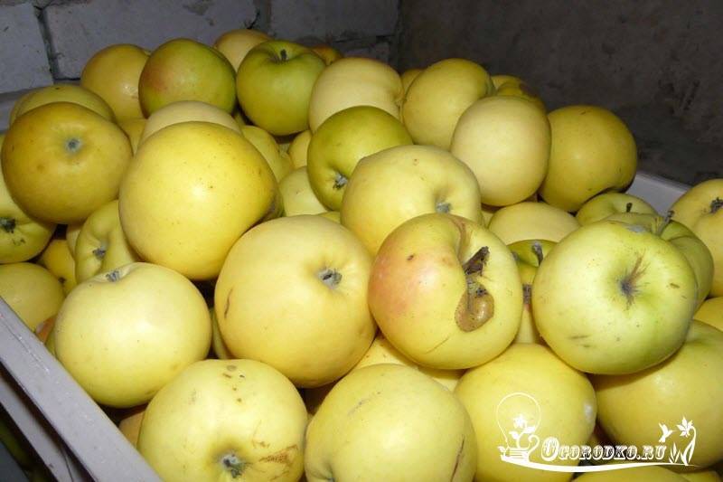 Характеристика сортов яблони по основным хозяйственно-биологическим признакам | плодовый сад