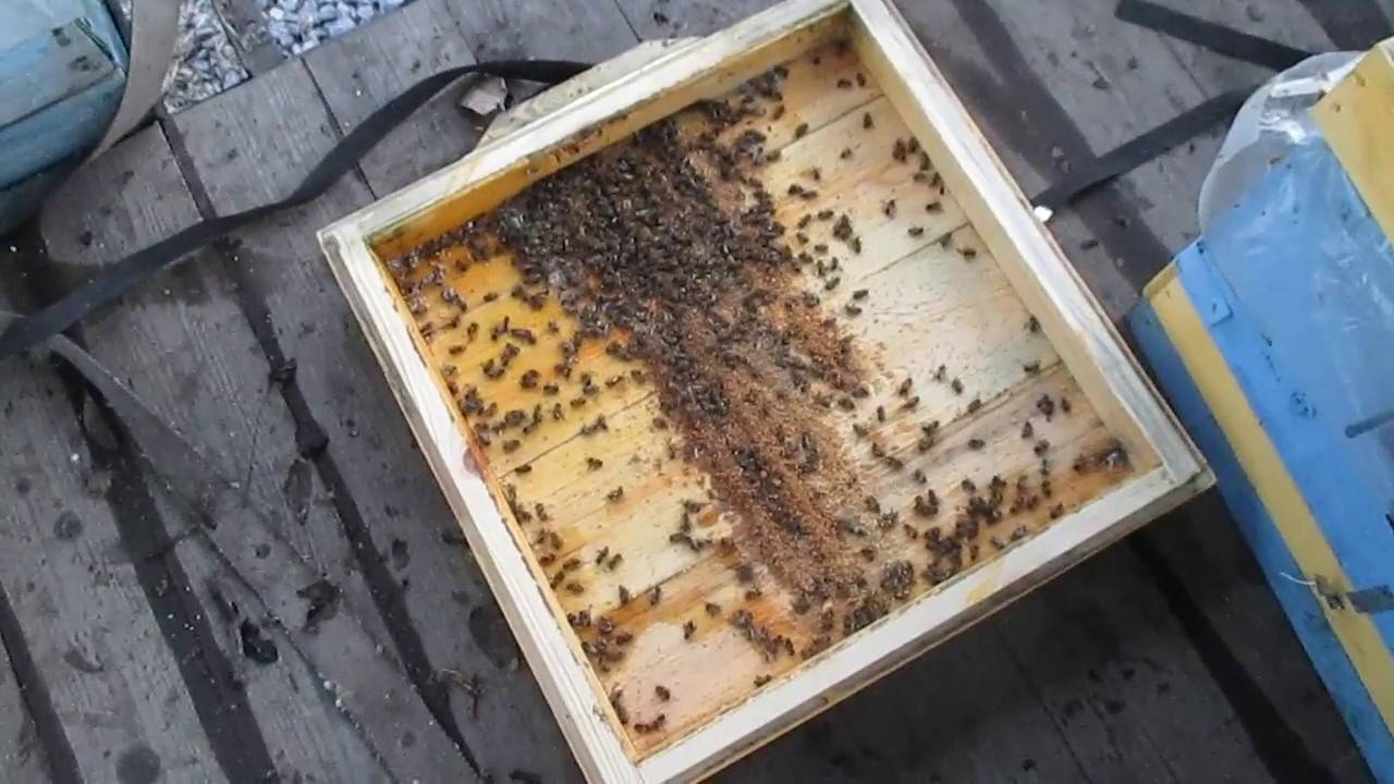 График весенних работ на пасеке: ревизия и расширение семей, работа со слабыми пчелами
