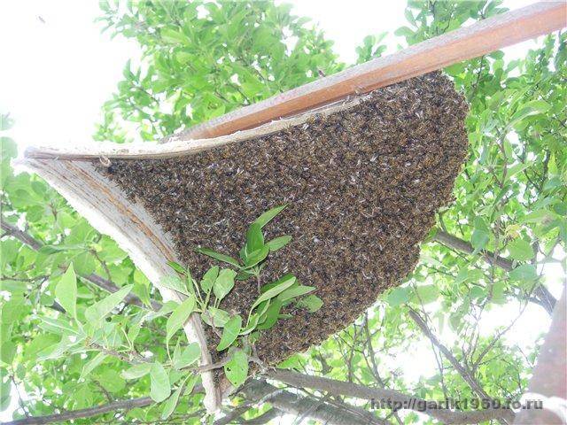 Ловля пчелиных роев ловушками: как приманить и пересадить (видео)