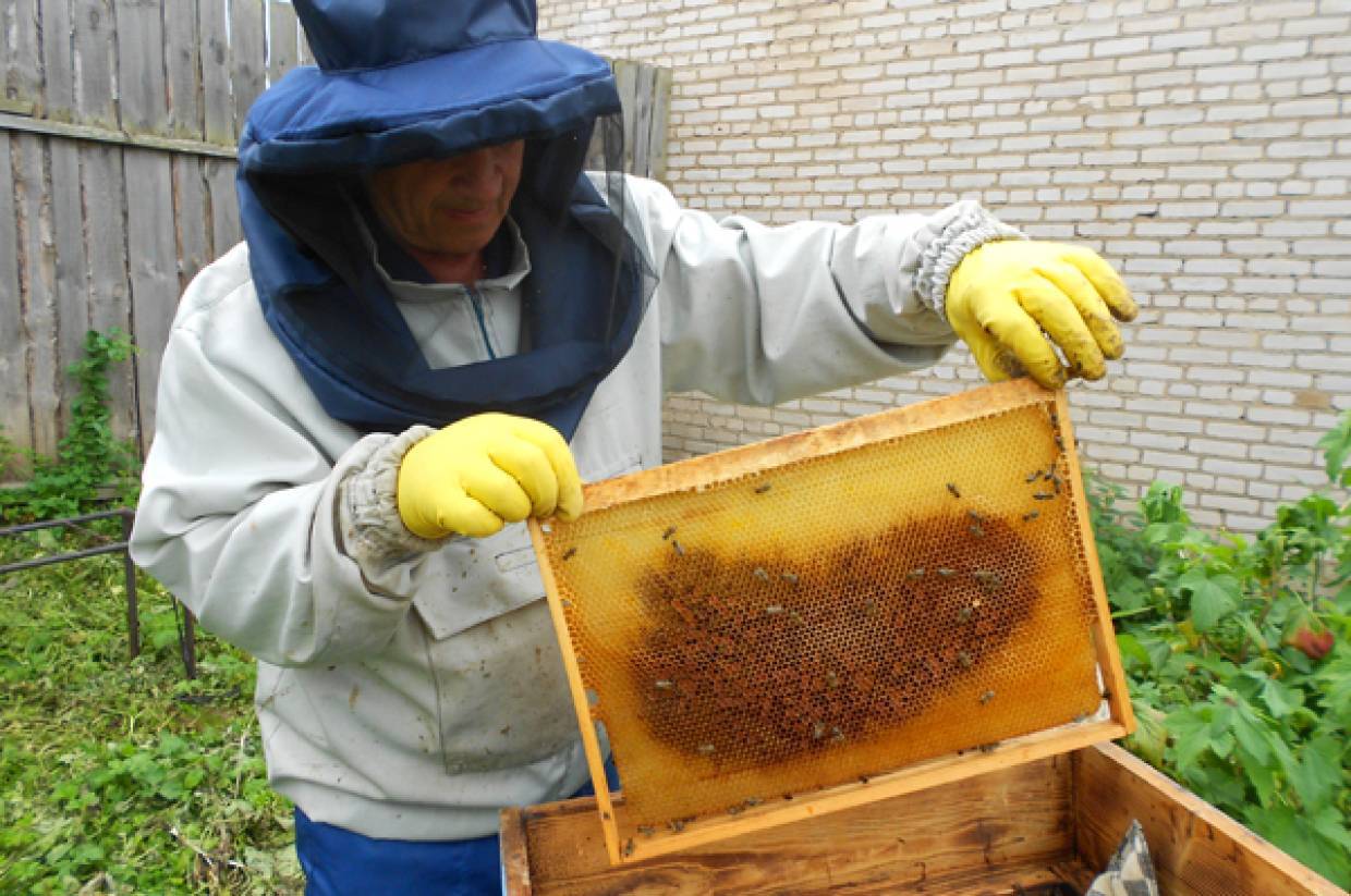 Лечение пчел весной и профилактическая обработка после зимовки. основные правила и полезные советы