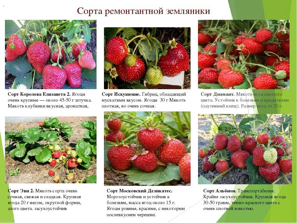 ✅ клубника джоли — описание сорта, фото и отзывы садоводов - cvetochki-penza.ru