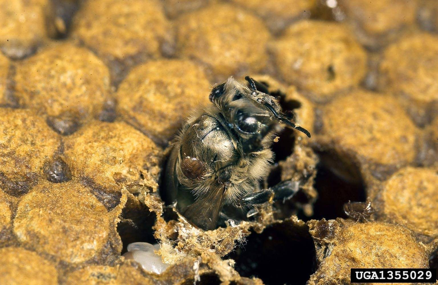 Как предупредить заражение пчел клещом варроа?