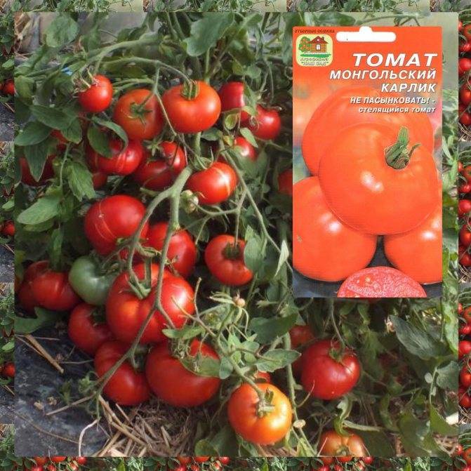 Особенности посадки и выращивания томата гном: характеристики, свойства, методы