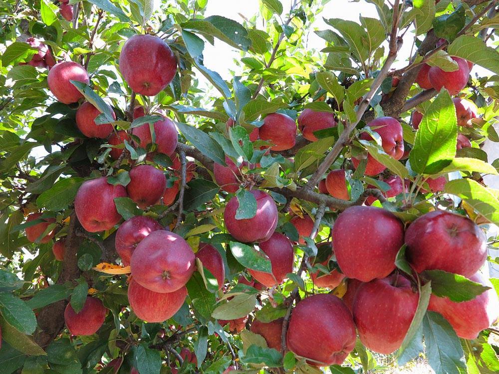 Через сколько лет после посадки плодоносит яблоня. на какой год начинает плодоносить яблоня после посадки саженцев | дачная жизнь