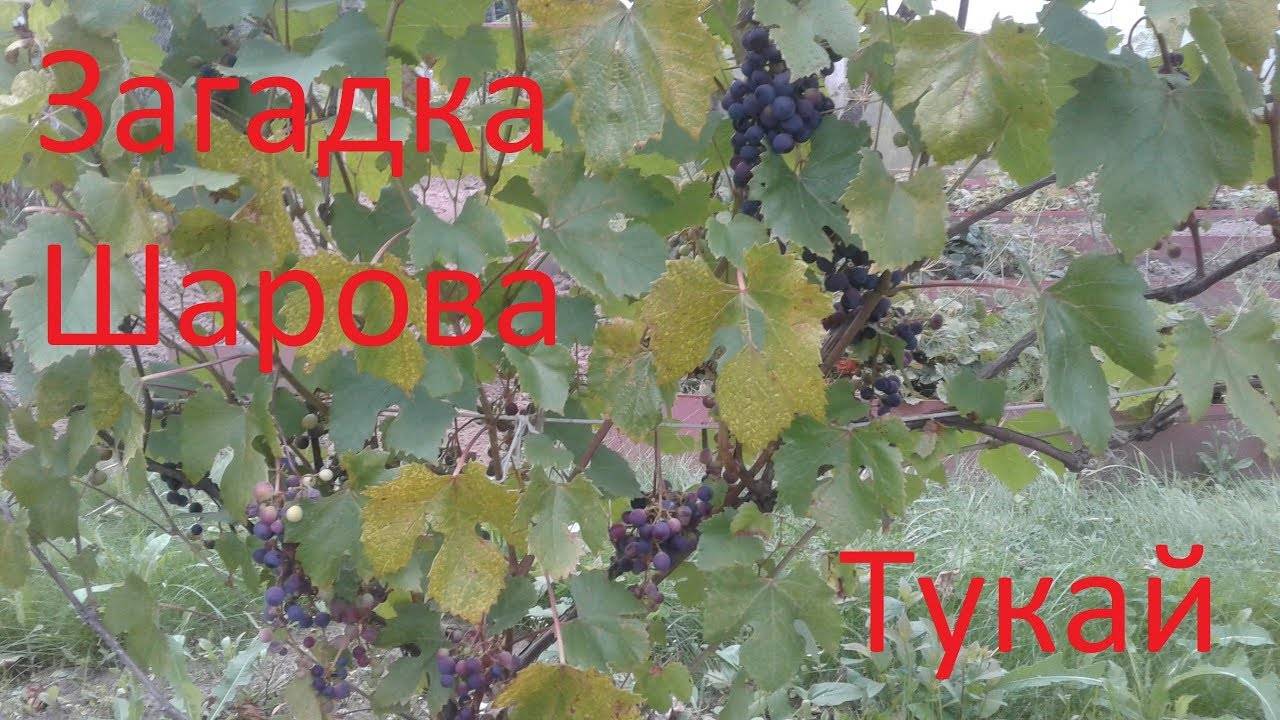 Описание и характеристики сорта винограда «загадка шарова»