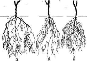 Корневая система огурца: глубина, расположение, размер. как укрепить корневую систему огурцов. выращивание огурцов