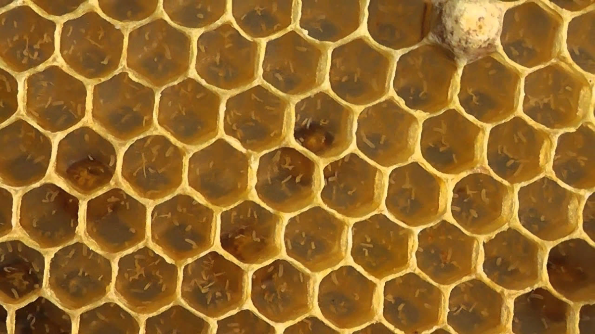 Партеногенез у пчел: что это, особенности и виды «девственного» размножения