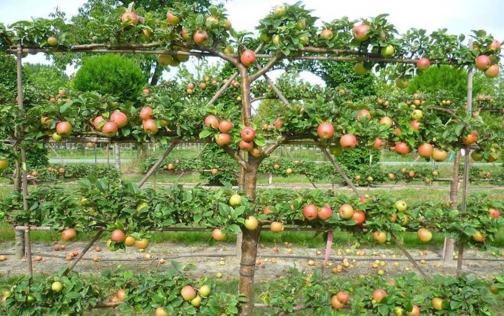 Карликовые сады - экономия места и богатый урожай фруктовых деревьев в саду