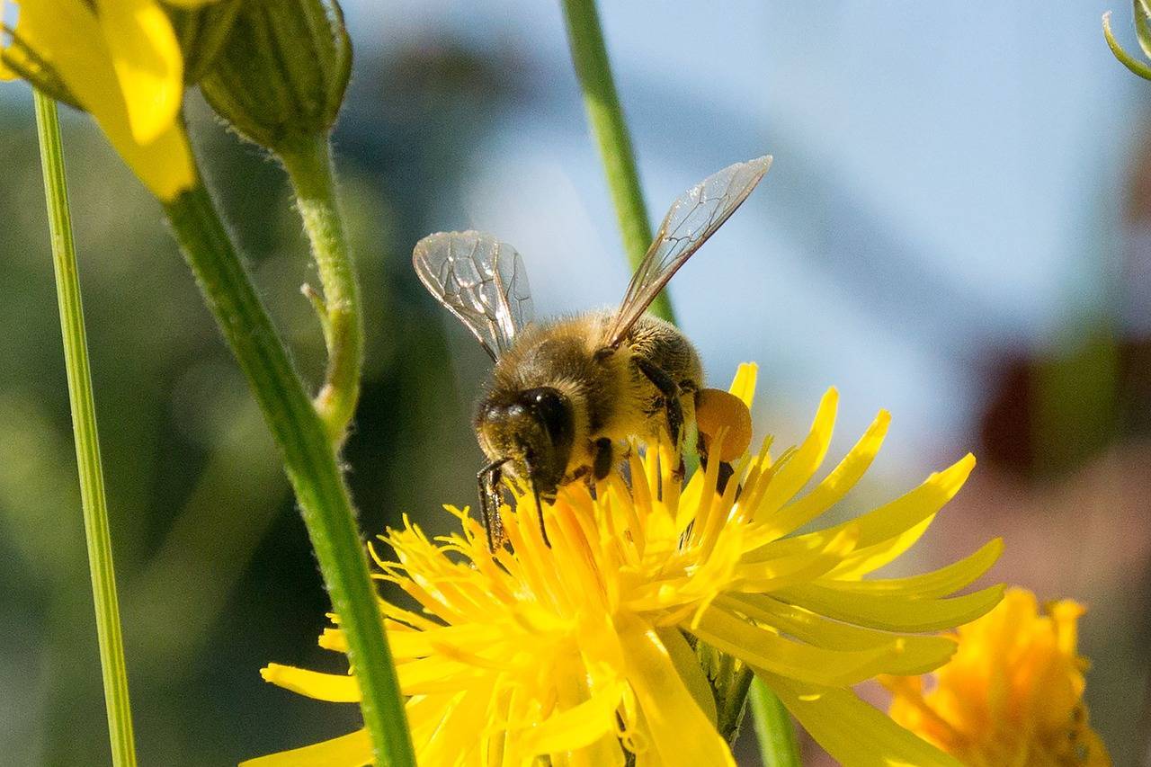 Роль пчёл в опылении растений