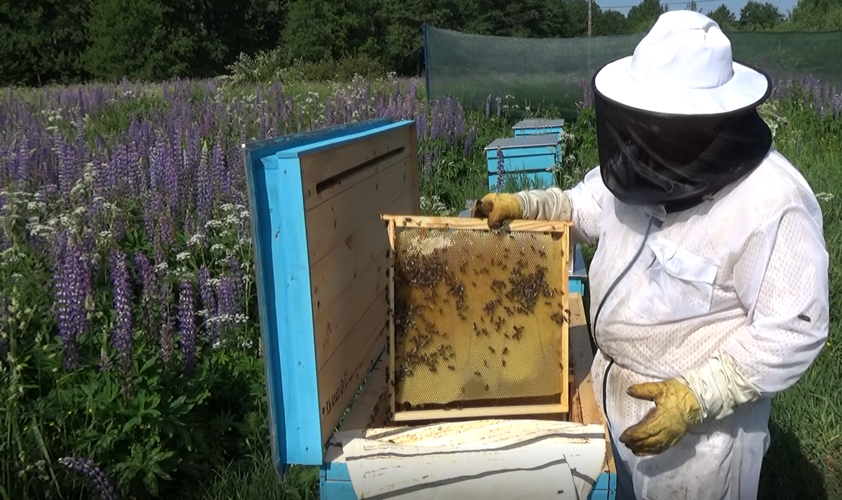 Уход за пчелами весной: с чего начать начинающему пчеловоду, когда выносить пчел из зимовника, весеннее развитие пчел