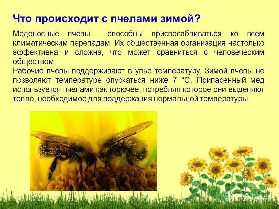Земляные пчелы: виды, как забрать мед, укус, нужно ли от них избавляться?