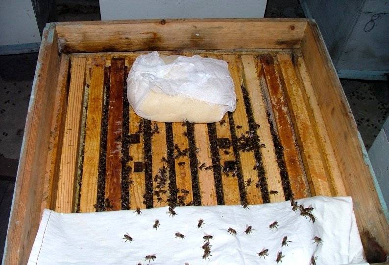 Подкормка пчёл осенью сахарным сиропом: как приготовить инвертированный и обычный