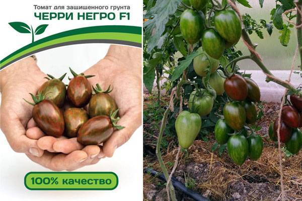 Лучшие сорта томатов черри | tomatland.ru