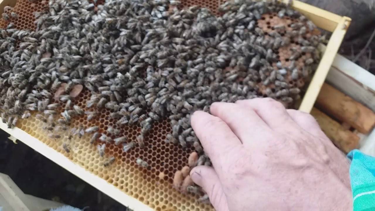 Как добывают маточное молочко у пчел: традиционные и новые способы сбора, правила хранения