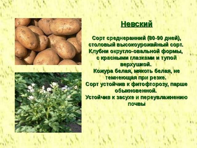 Картофель невский: описание сорта, фото, отзывы, особенности выращивания и уход