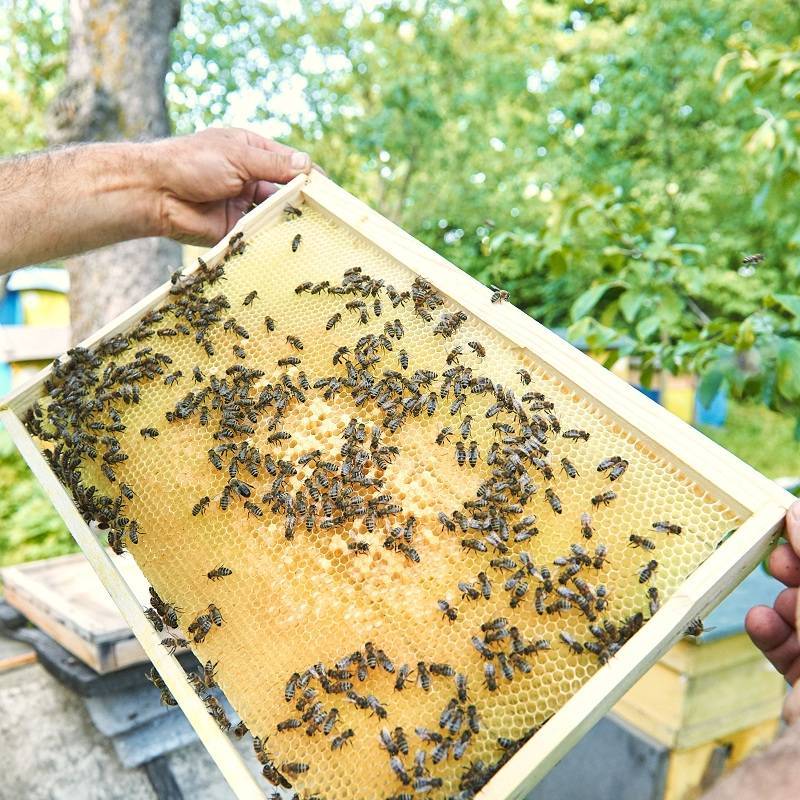 График весенних работ на пасеке: ревизия и расширение семей, работа со слабыми пчелами