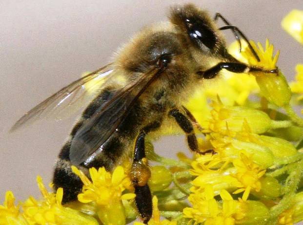 Кавказская порода пчел: разновидности,особенности поведения, описание, характерные особенности