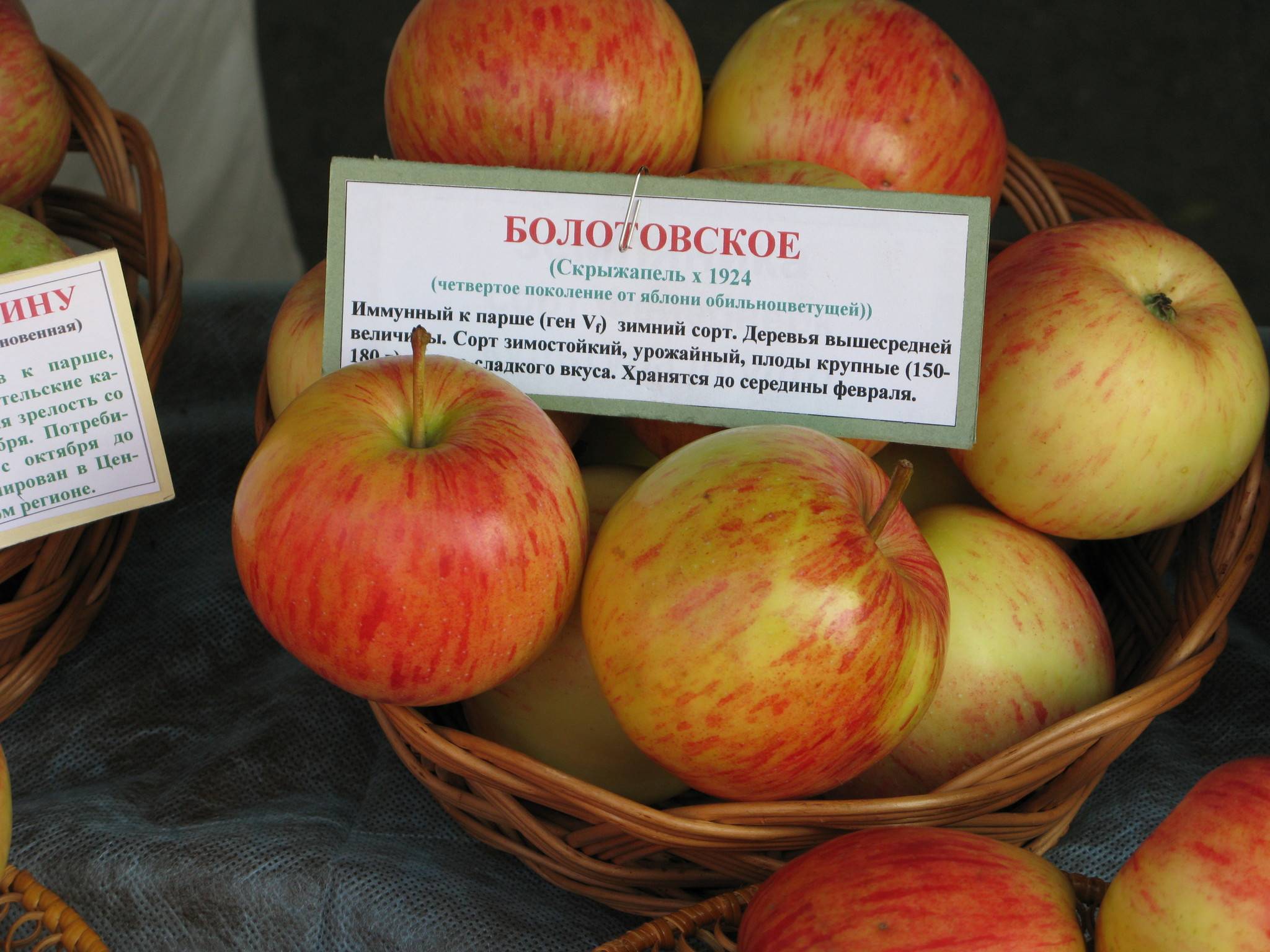 Описание сорта яблони брянское: фото яблок, важные характеристики, урожайность с дерева