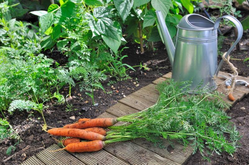 Правильный полив моркови в открытом грунте: как часто и правильно надо поливать морковь