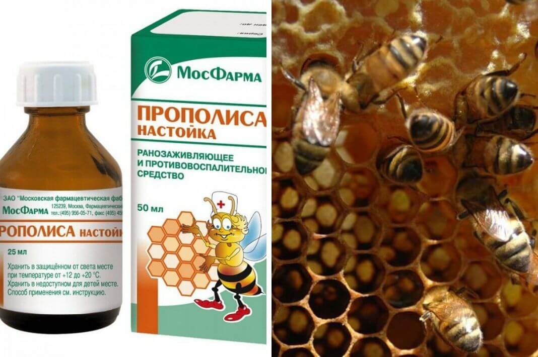 Настойка прополиса: инструкция по применению, лечебные свойства | прополис | пчеловод.ком