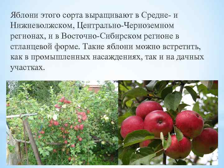 Спартан яблоня описание фото отзывы садоводов