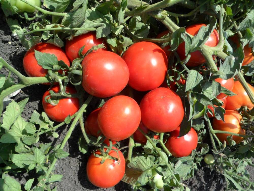 Виды и преимущества низкорослых томатов. лучшие сорта на 2022 год.
