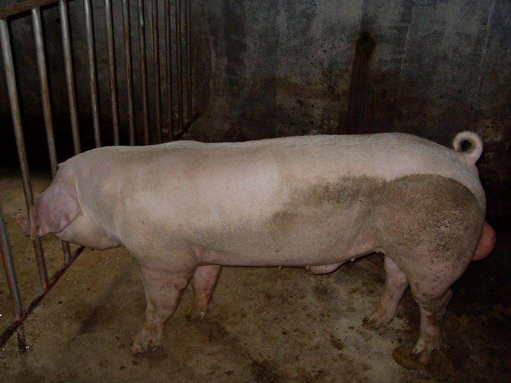 Свиноводство. особенности, продуктивные качества, породы свиней