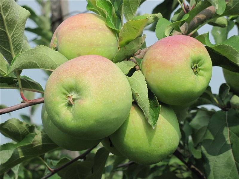 Зимние сорта яблок: раннезимние, среднезимние и позднезимние яблони + описания и фото плодов, преимущества вида