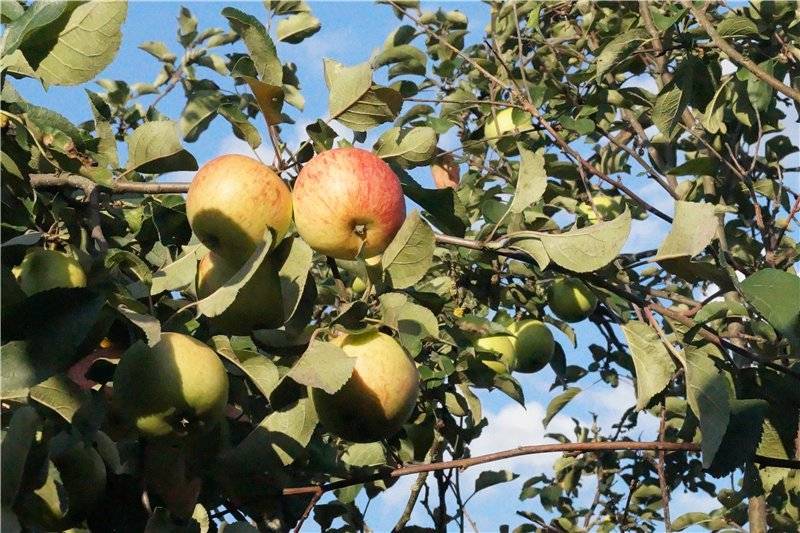 Почва для посадки яблони: требования к кислотности, коррекция, внесение удобрений и повышение плодородности