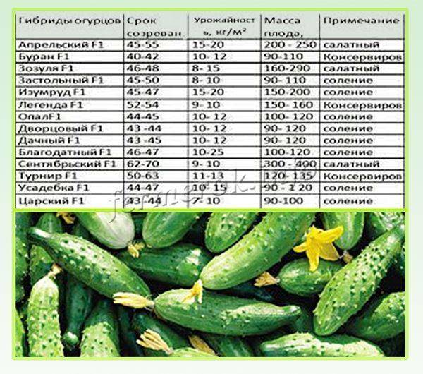 Сорт огурцов план