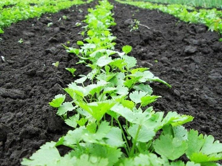 Кориандр - выращивание из семян, посадка и уход в открытом грунте, видео