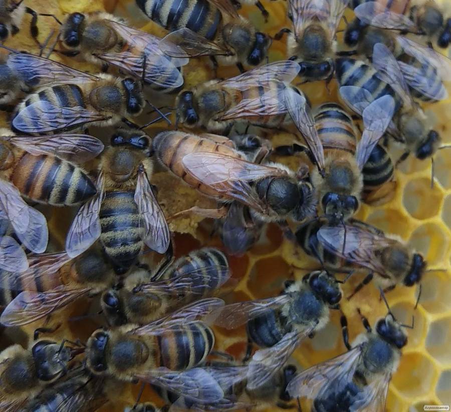 Характеристика породы пчел карника