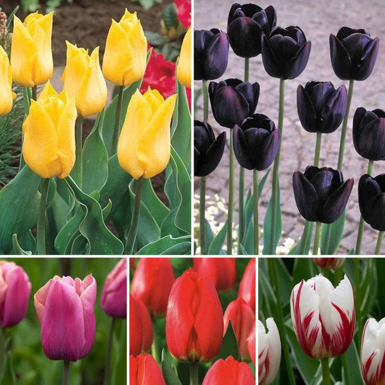 Использование цветов тюльпанов в оформлении участка: сорта, нюансы выращивания