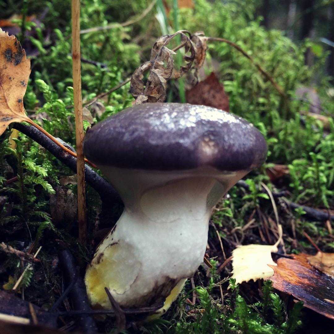 Всё ли вы знаете о мокрухе еловой? удивительные факты об обычном грибе!