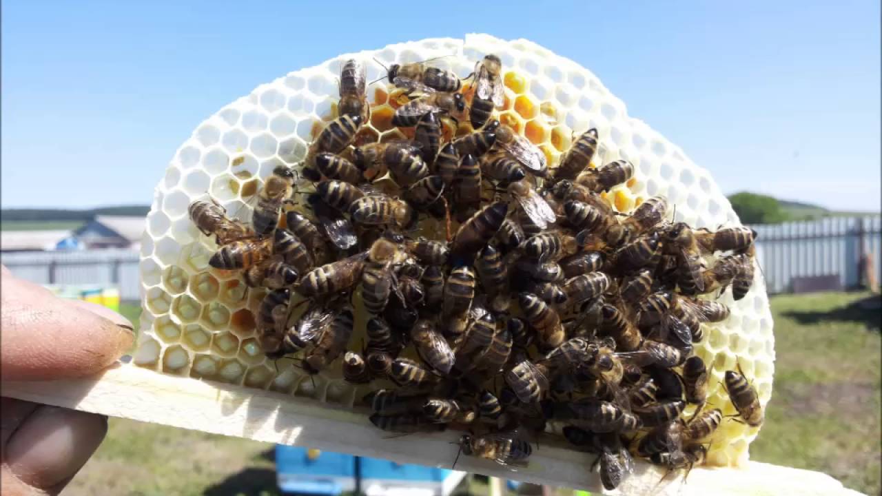 Способы контроля за спариванием маток - пчеловодство | описание, советы, отзывы, фото и видео