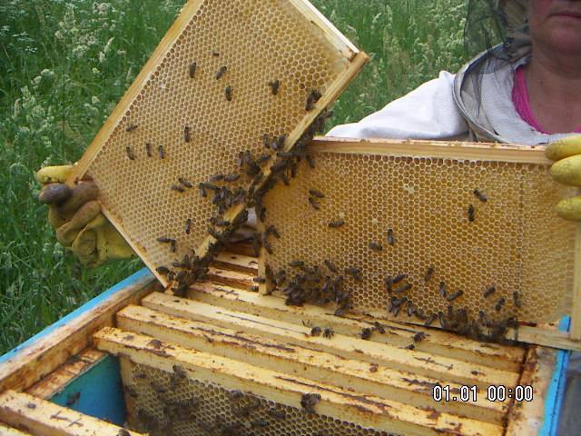 Сушь для пчел: что это такое, значение,зачем нужна, когда использовать, установка рамок