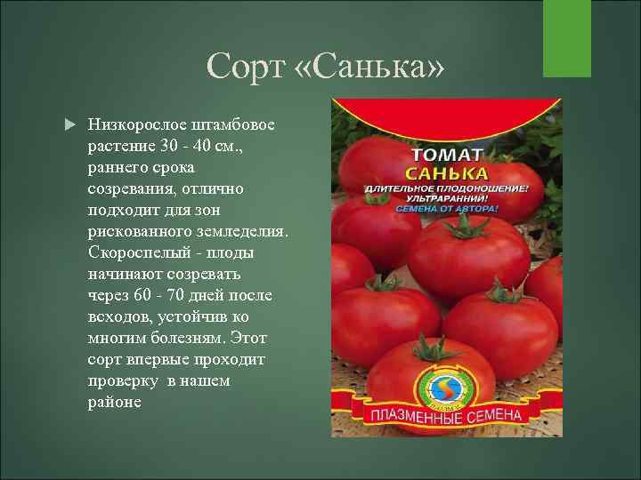 Штамбовые сорта томатов: особенности вида и 9 лучших сортов