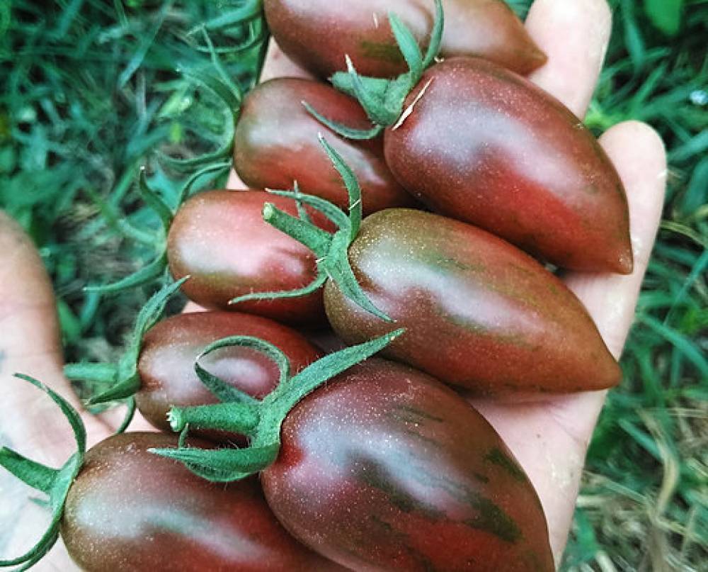 Сочные и бесподобно вкусные плоды прямиком с грядки — томат «солоха» и секреты правильного ухода за ним