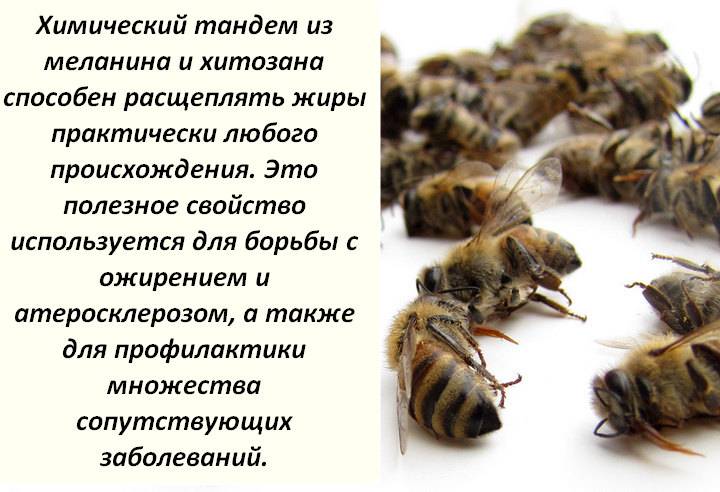 Пчелиный подмор: лечебные свойства, применение, рецепты, отзывы