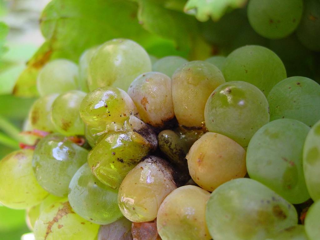 Серая гниль на винограде – способы защиты урожая + видео